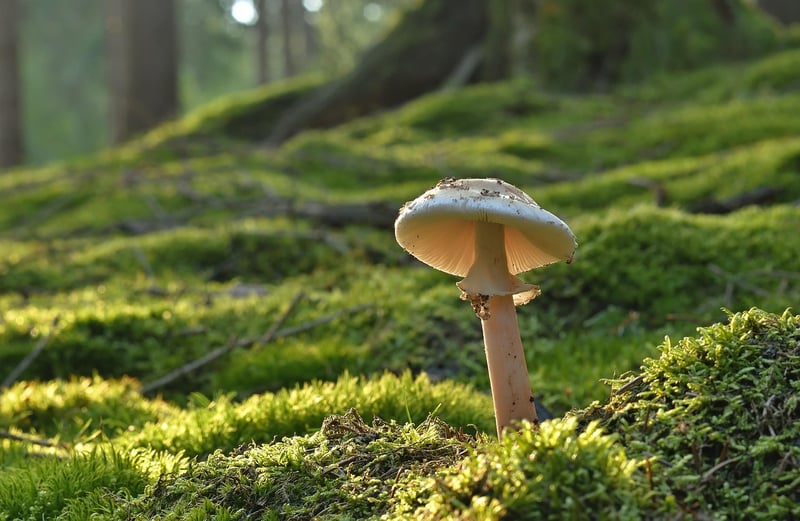 Forest Mushroom Risotto