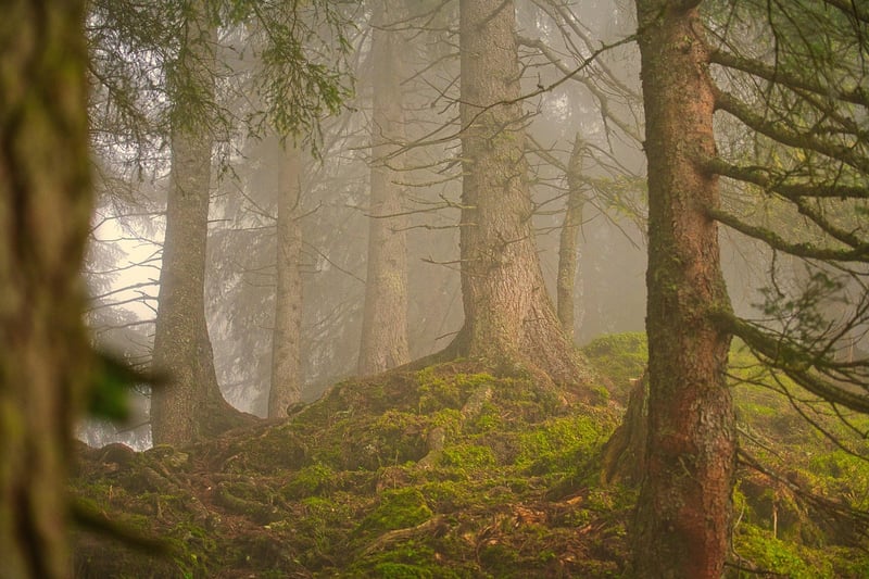 Mystic Clearing